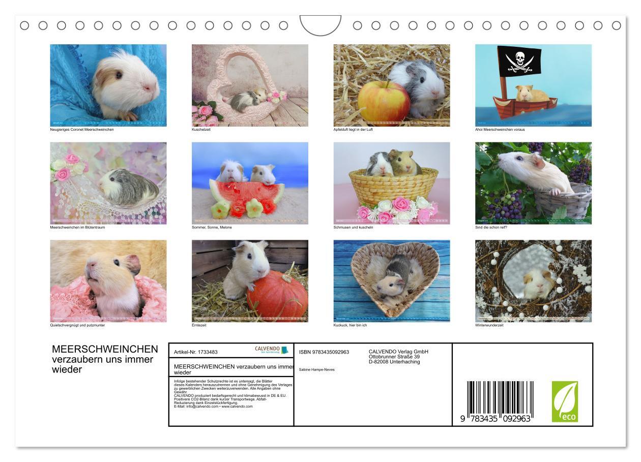 Bild: 9783435092963 | MEERSCHWEINCHEN verzaubern uns immer wieder (Wandkalender 2025 DIN...