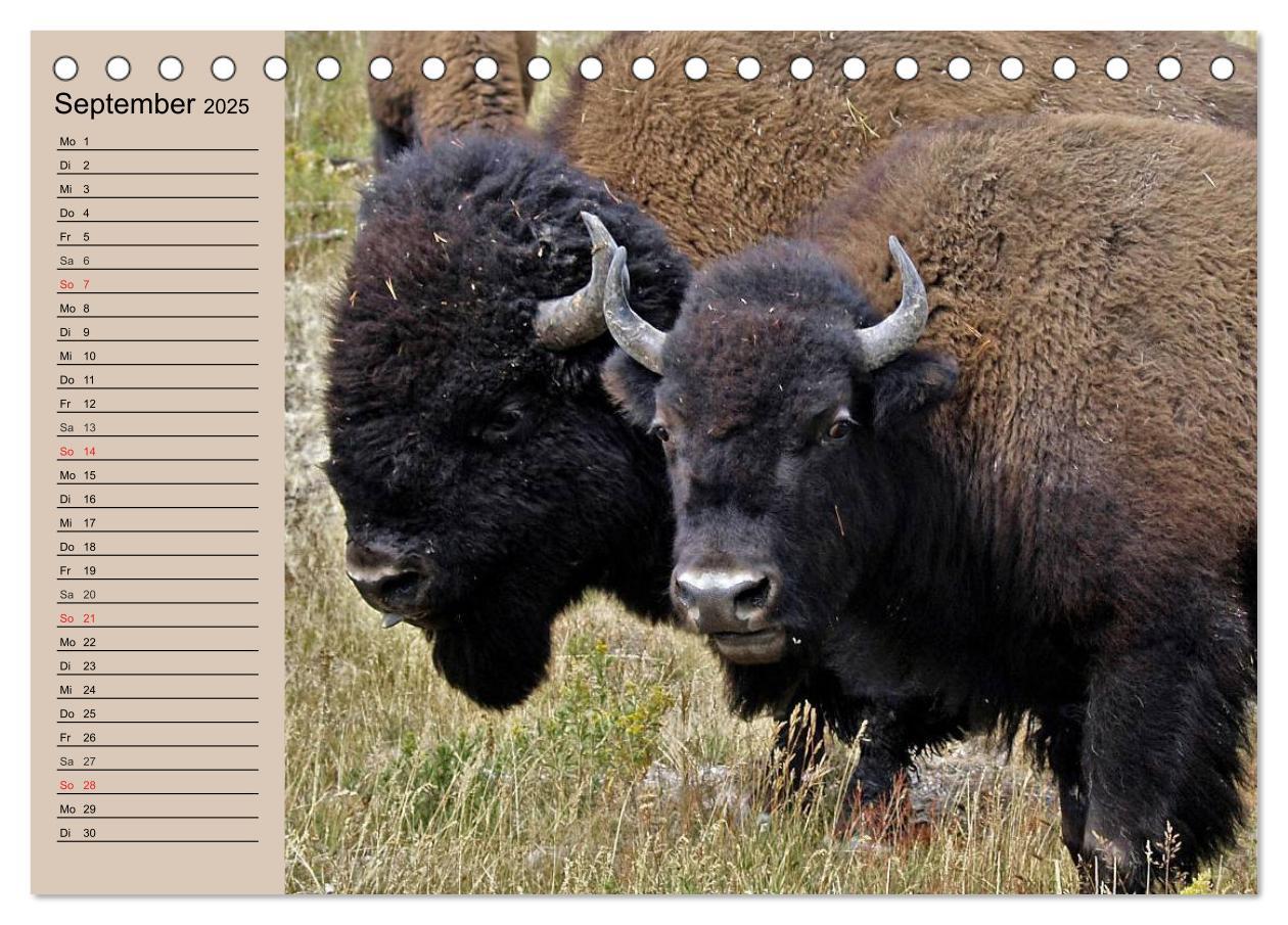 Bild: 9783435548798 | Büffel. Wisent und Bison (Tischkalender 2025 DIN A5 quer), CALVENDO...