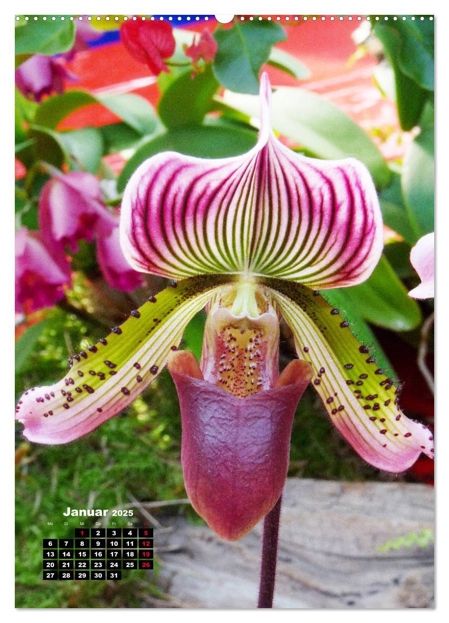 Bild: 9783435942480 | Kleine Orchideenschätze (Wandkalender 2025 DIN A2 hoch), CALVENDO...