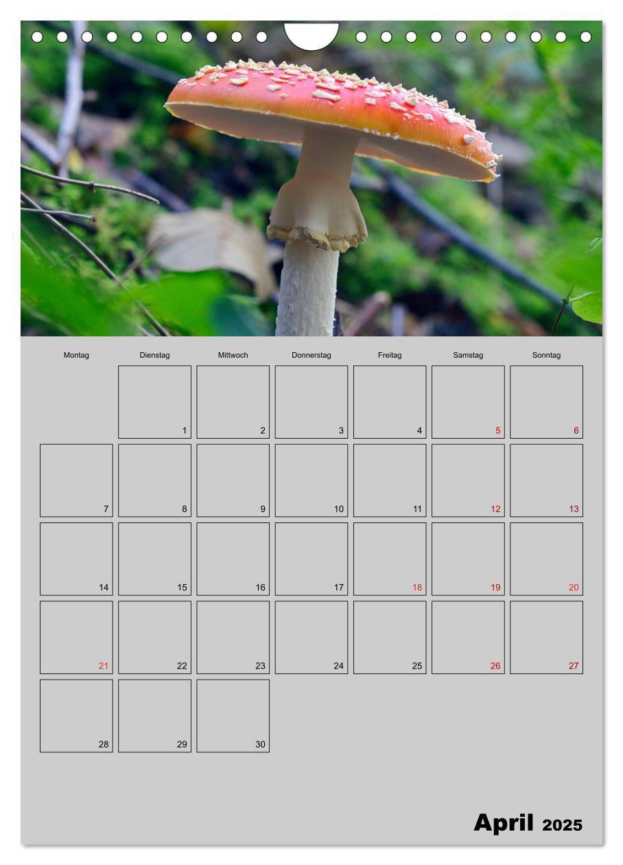 Bild: 9783435943791 | Quer durch die Pilze (Wandkalender 2025 DIN A4 hoch), CALVENDO...