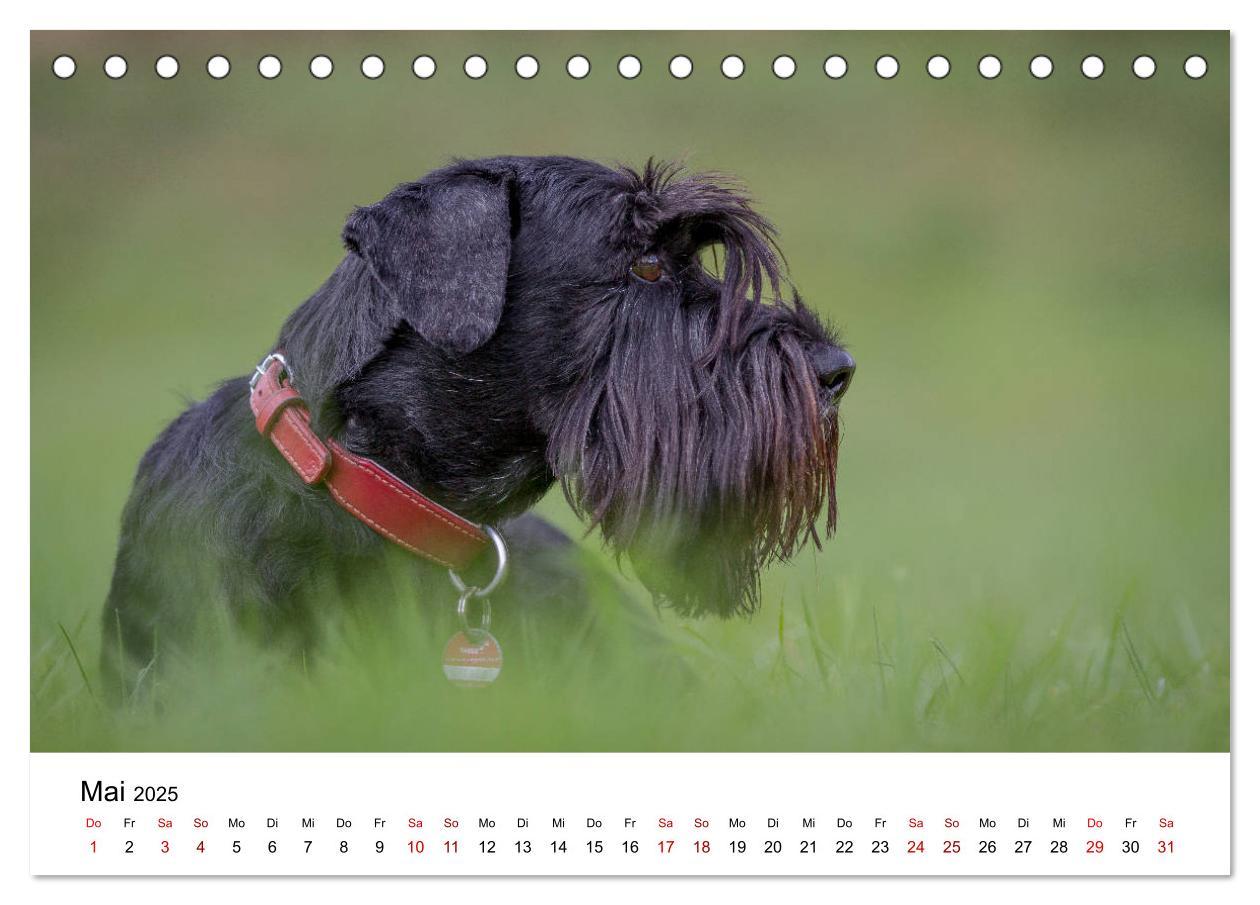 Bild: 9783435413430 | Schnauzer... von Zwergen und Riesen 2025 (Tischkalender 2025 DIN A5...