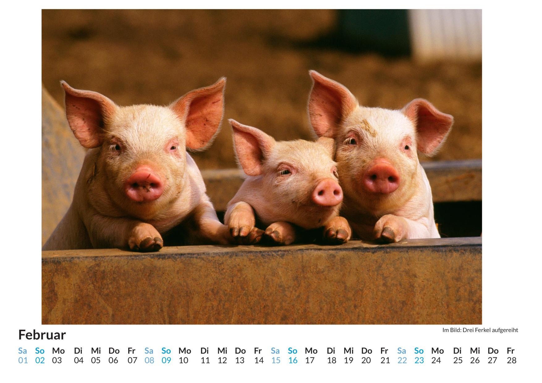 Bild: 9783759122599 | Ferkel - (Wandkalender 2025, Kalender DIN A4 quer, Monatskalender...