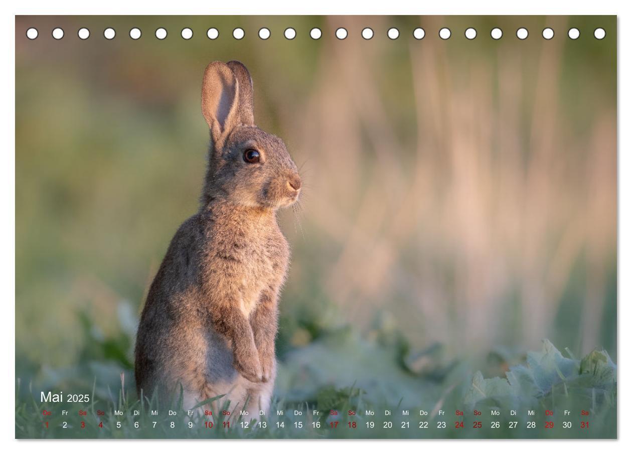 Bild: 9783435081769 | Moments in Nature (Tischkalender 2025 DIN A5 quer), CALVENDO...