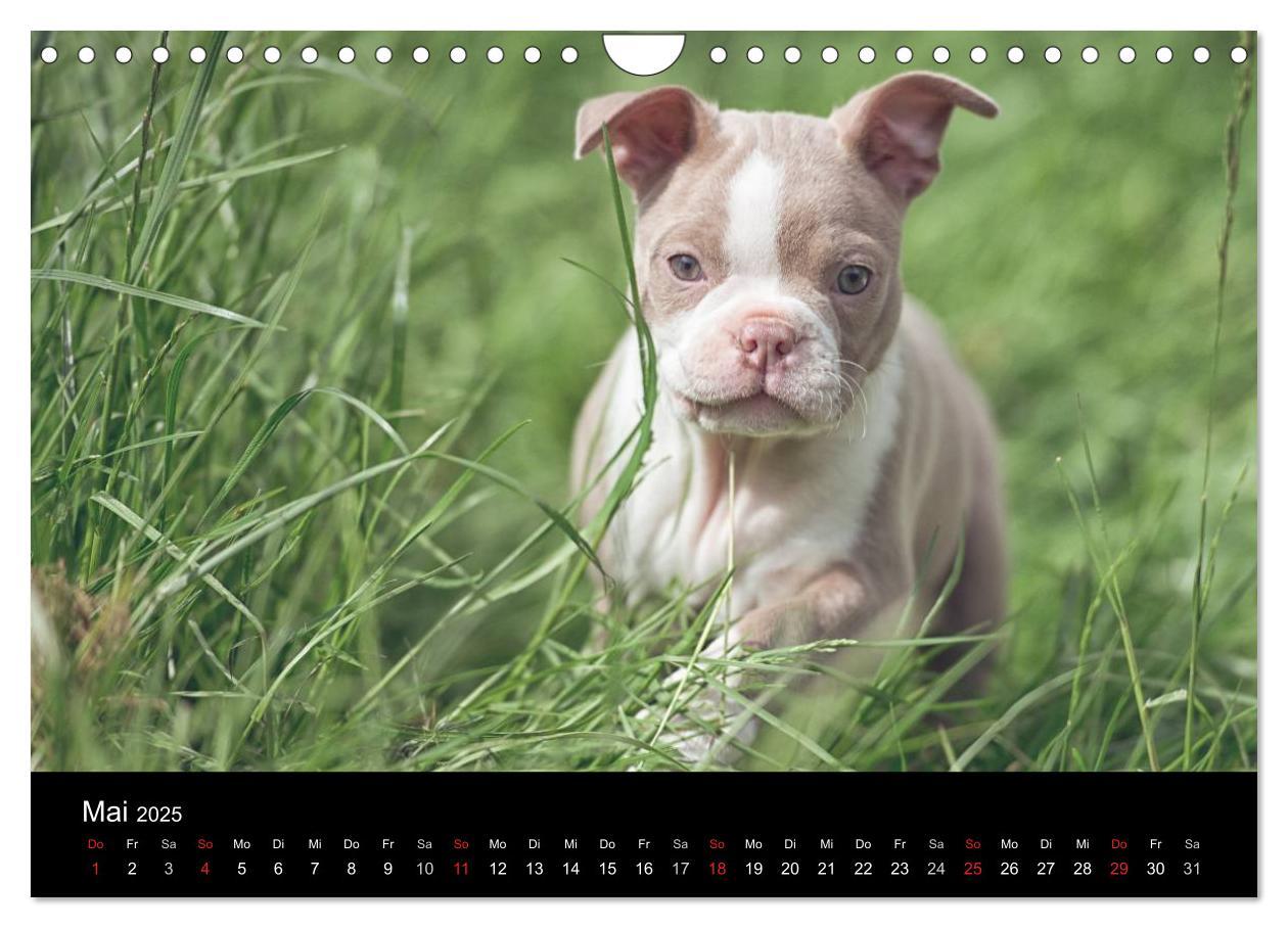 Bild: 9783435614318 | Colored Boston Terrier 2025 (Wandkalender 2025 DIN A4 quer),...