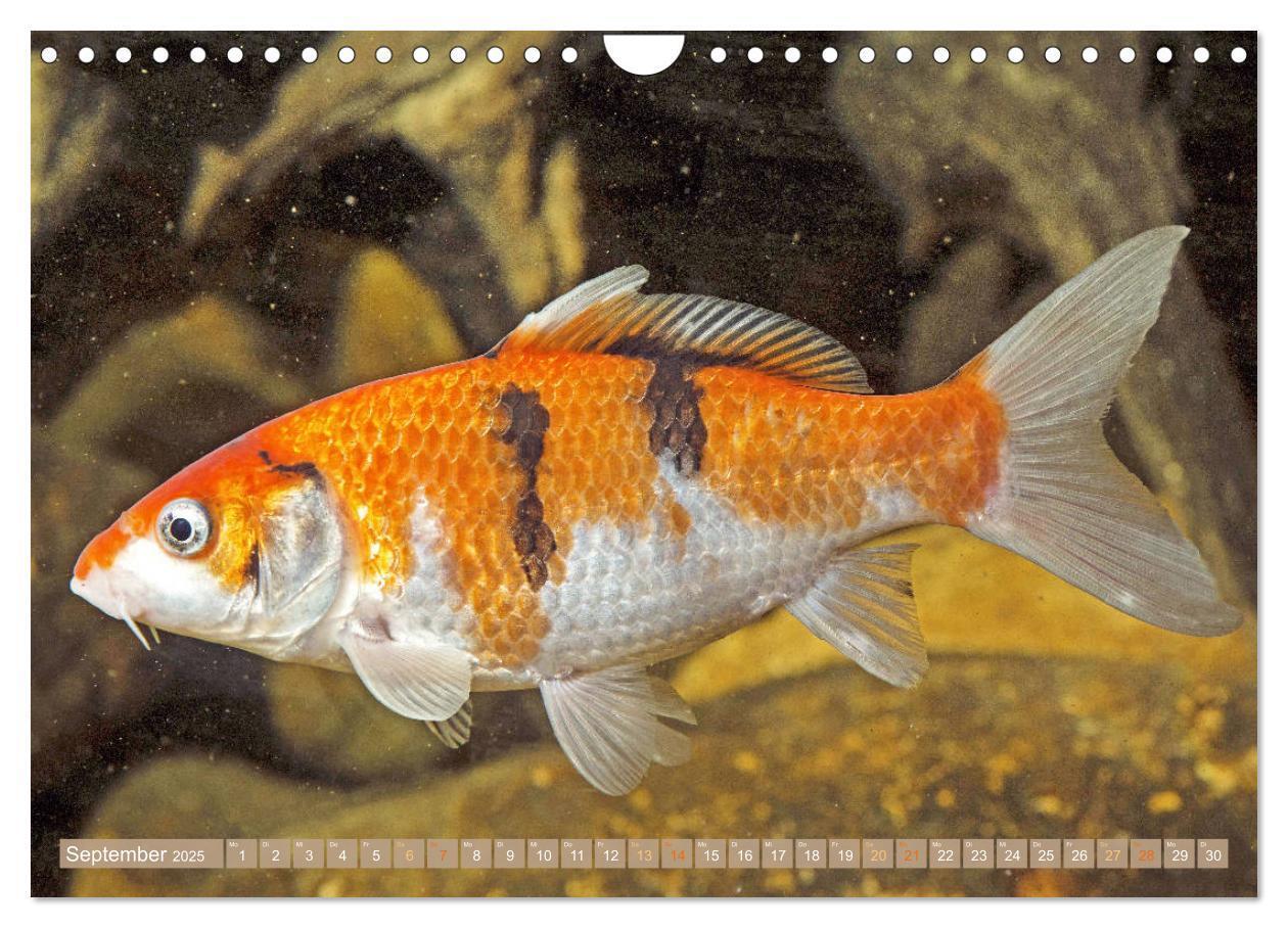 Bild: 9783435129553 | Koi: Juwelen im Teich (Wandkalender 2025 DIN A4 quer), CALVENDO...