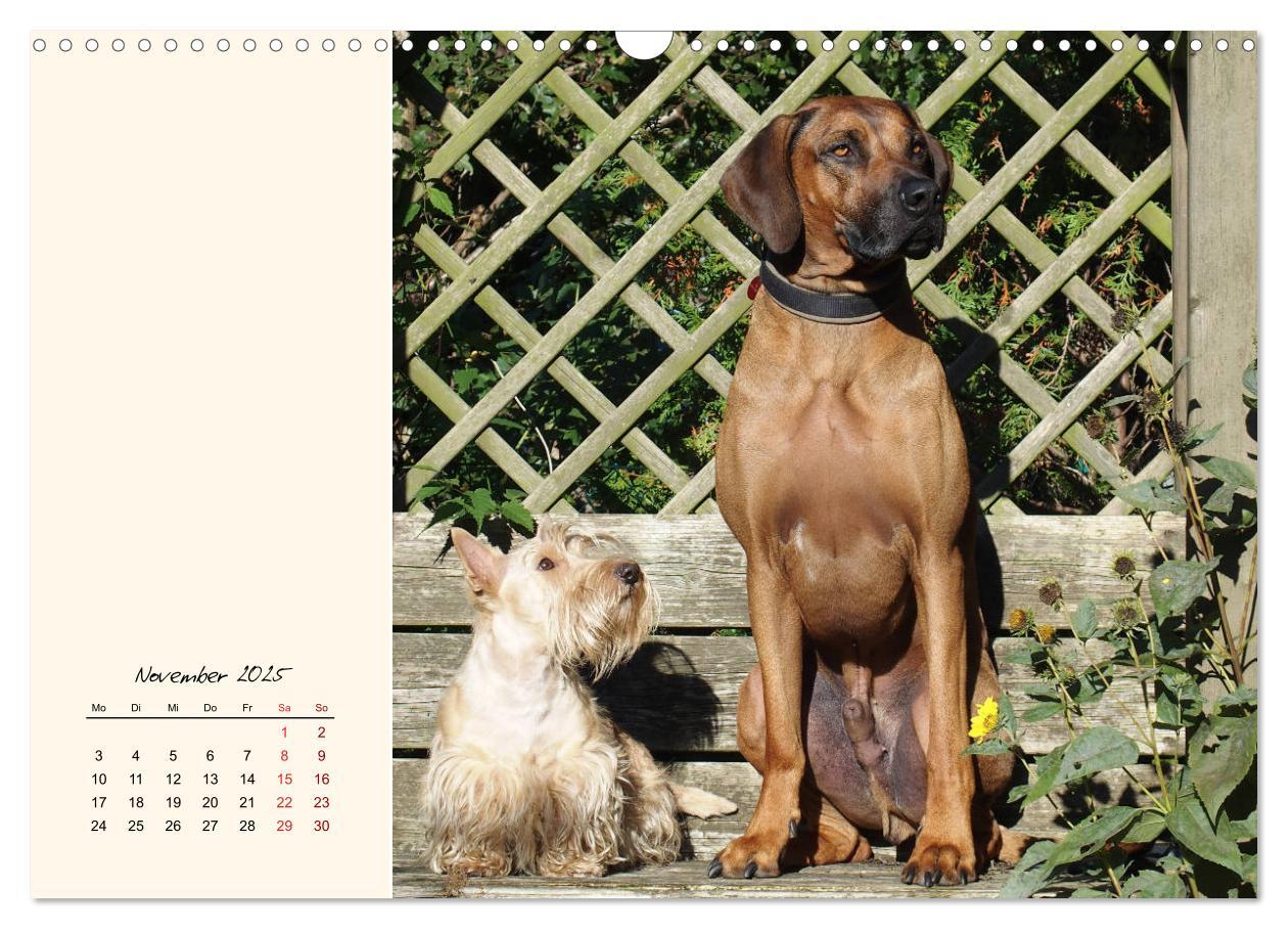 Bild: 9783435341672 | Scottish Terrier - Charmantes Rauhbein (Wandkalender 2025 DIN A3...