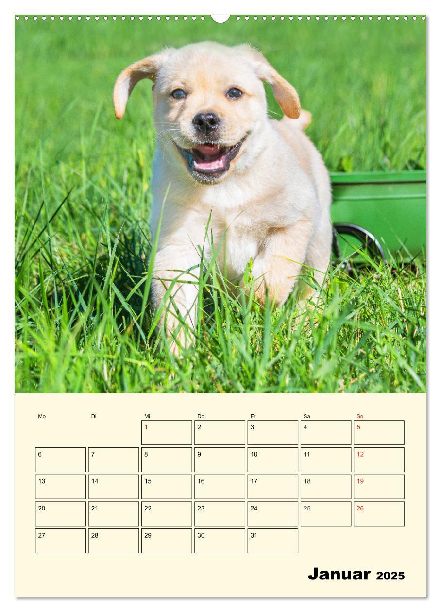 Bild: 9783435957675 | Familienplaner - Labrador Welpen entdecken die Welt (Wandkalender...