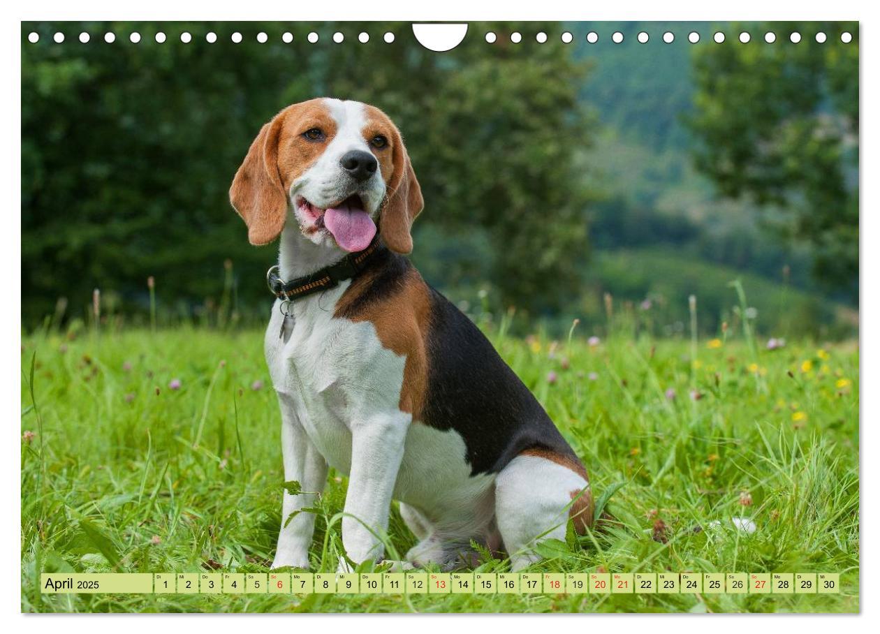 Bild: 9783435575800 | Beagle - Herz auf 4 Pfoten (Wandkalender 2025 DIN A4 quer),...