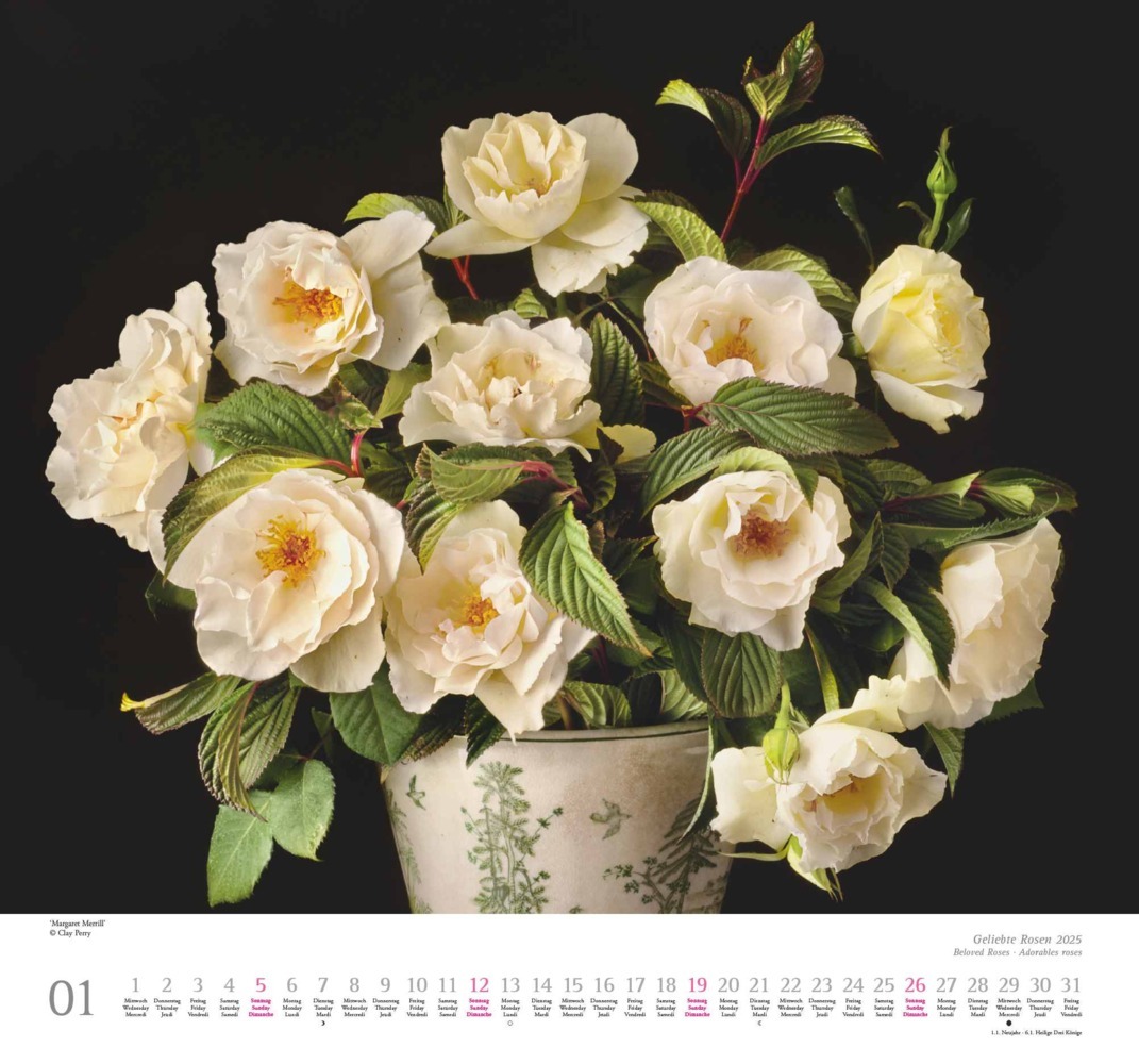 Bild: 4250809653082 | DUMONT - Geliebte Rosen 2025 Wandkalender, 30x30cm, Kalender mit...