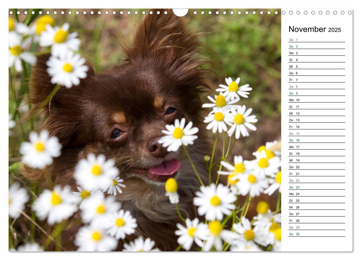 Bild: 9783435556786 | Chihuahuas - kleine Herzensbrecher (Wandkalender 2025 DIN A3 quer),...