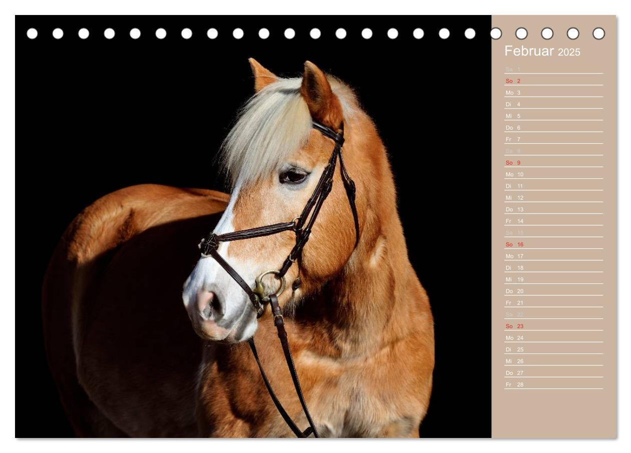 Bild: 9783435723737 | Haflinger / Geburtstagskalender (Tischkalender 2025 DIN A5 quer),...