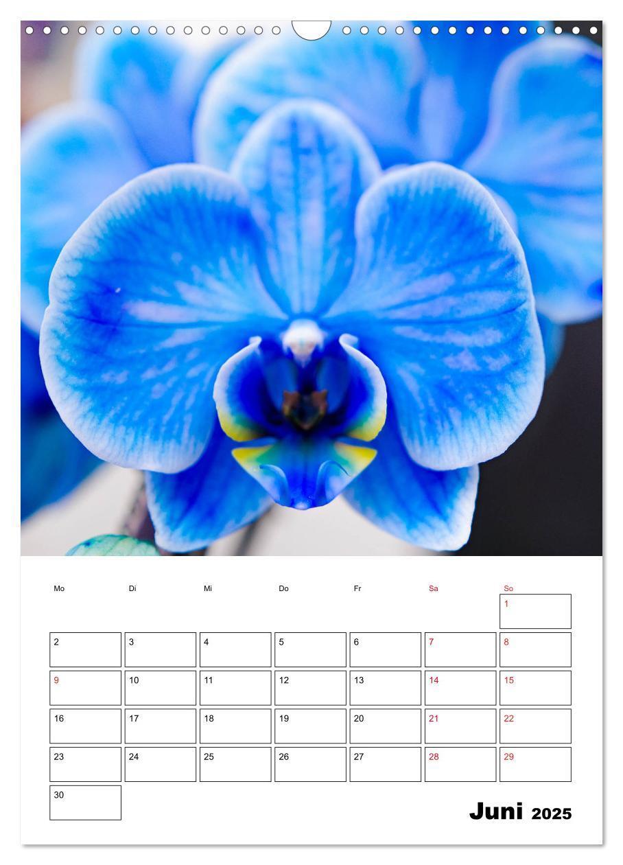 Bild: 9783435977499 | Orchideen - Tropische Schönheiten (Wandkalender 2025 DIN A3 hoch),...