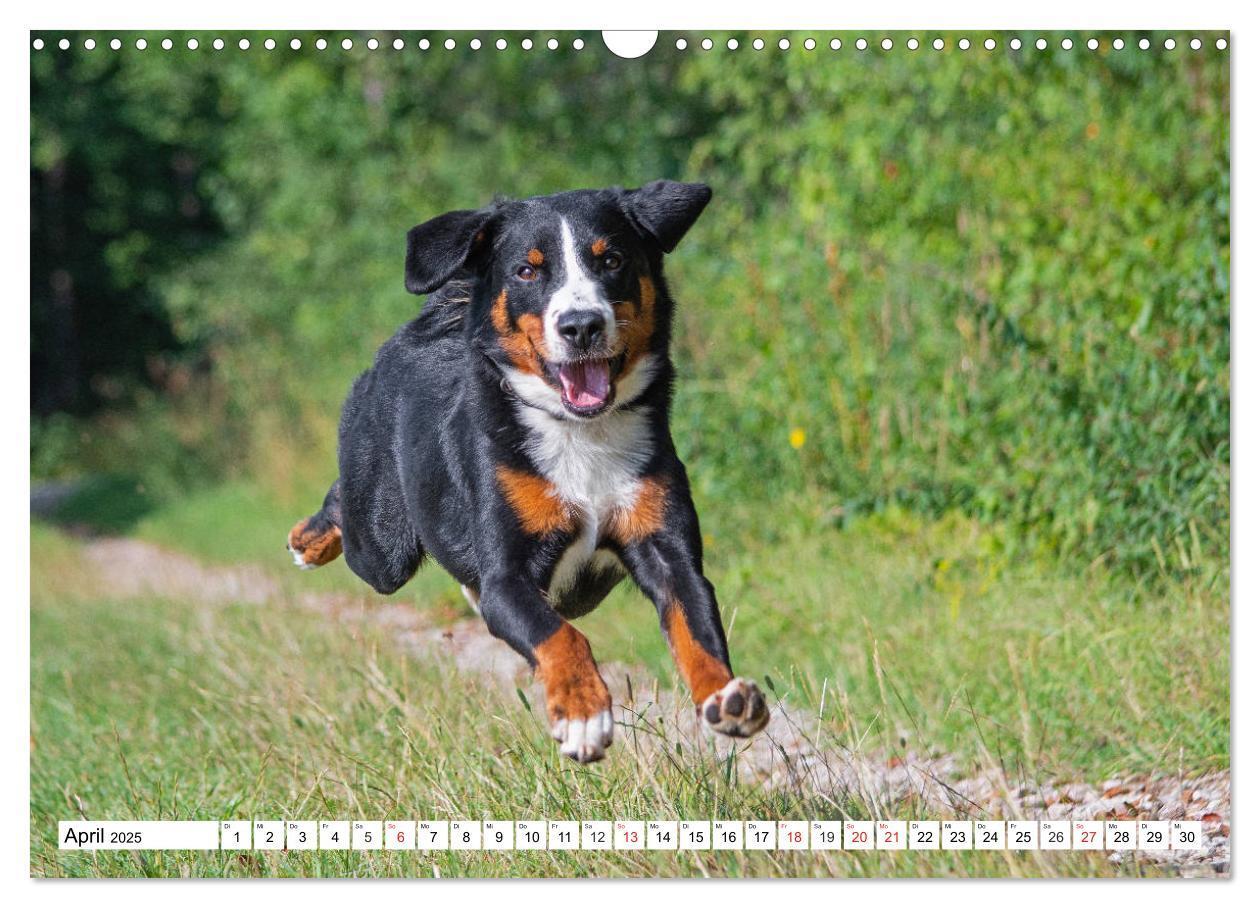 Bild: 9783435112630 | Appenzeller Sennenhund - Ein Schweizer auf 4 Pfoten (Wandkalender...