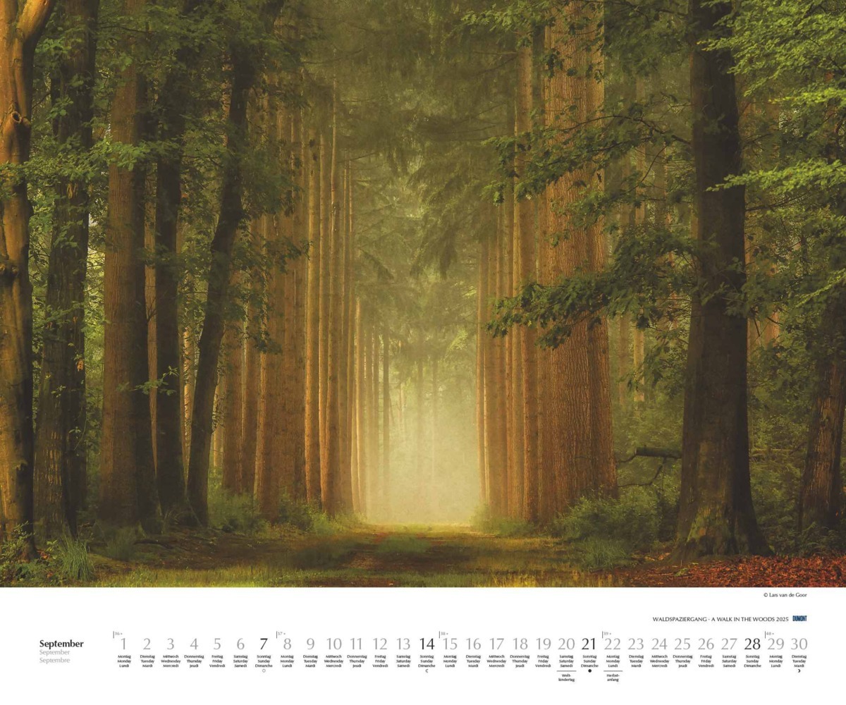 Bild: 4250809653426 | Waldspaziergang 2025 - Fotokunst-Kalender - Querformat 60 x 50 cm -...