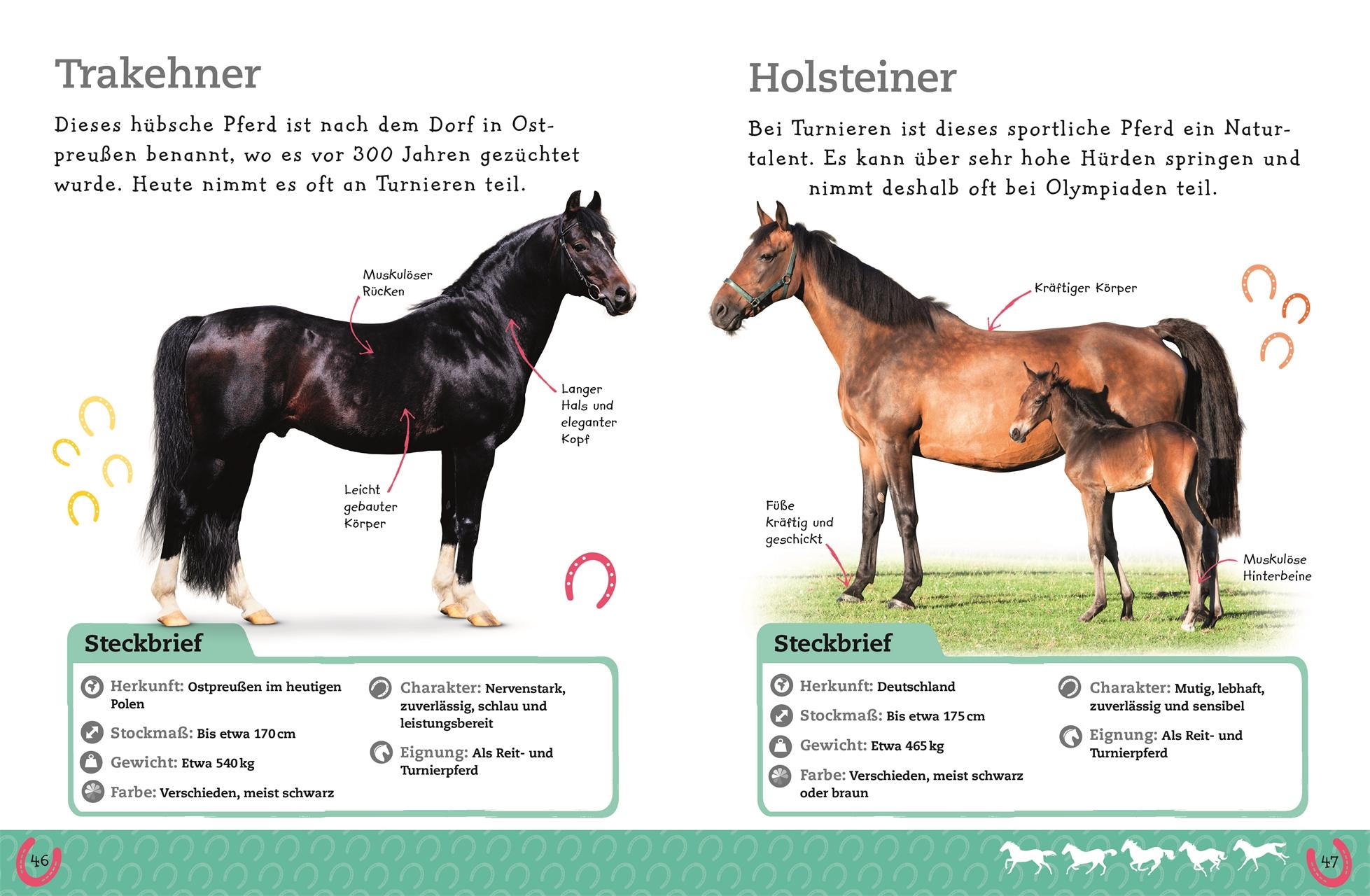 Bild: 9783831036929 | Pferde und Ponys | Alles über deine Lieblingstiere | DK Verlag - Kids