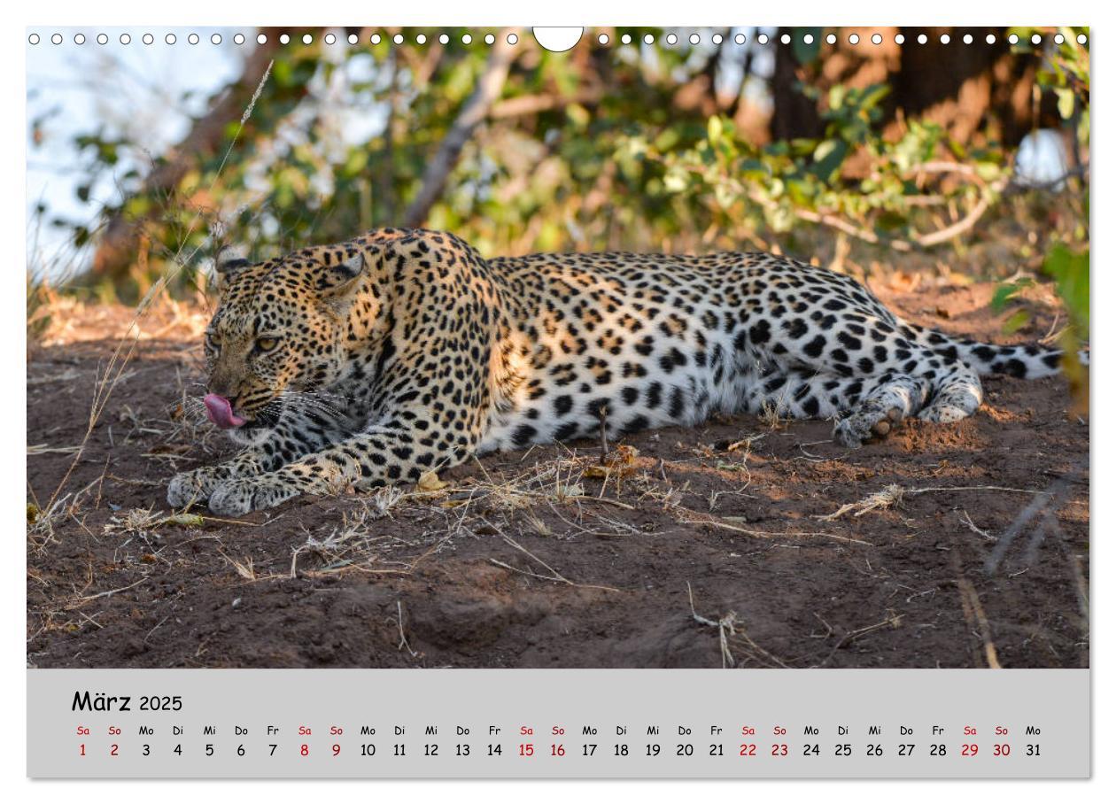 Bild: 9783435365753 | Leoparden - groß und klein (Wandkalender 2025 DIN A3 quer),...