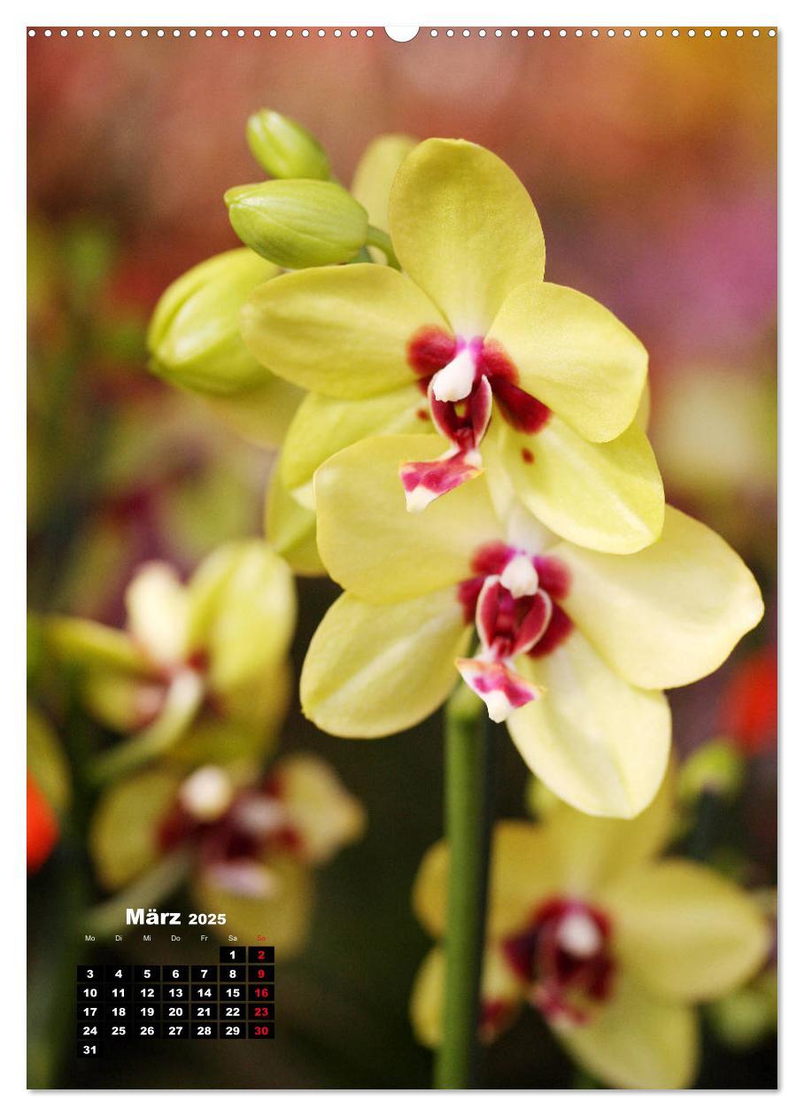 Bild: 9783435942480 | Kleine Orchideenschätze (Wandkalender 2025 DIN A2 hoch), CALVENDO...