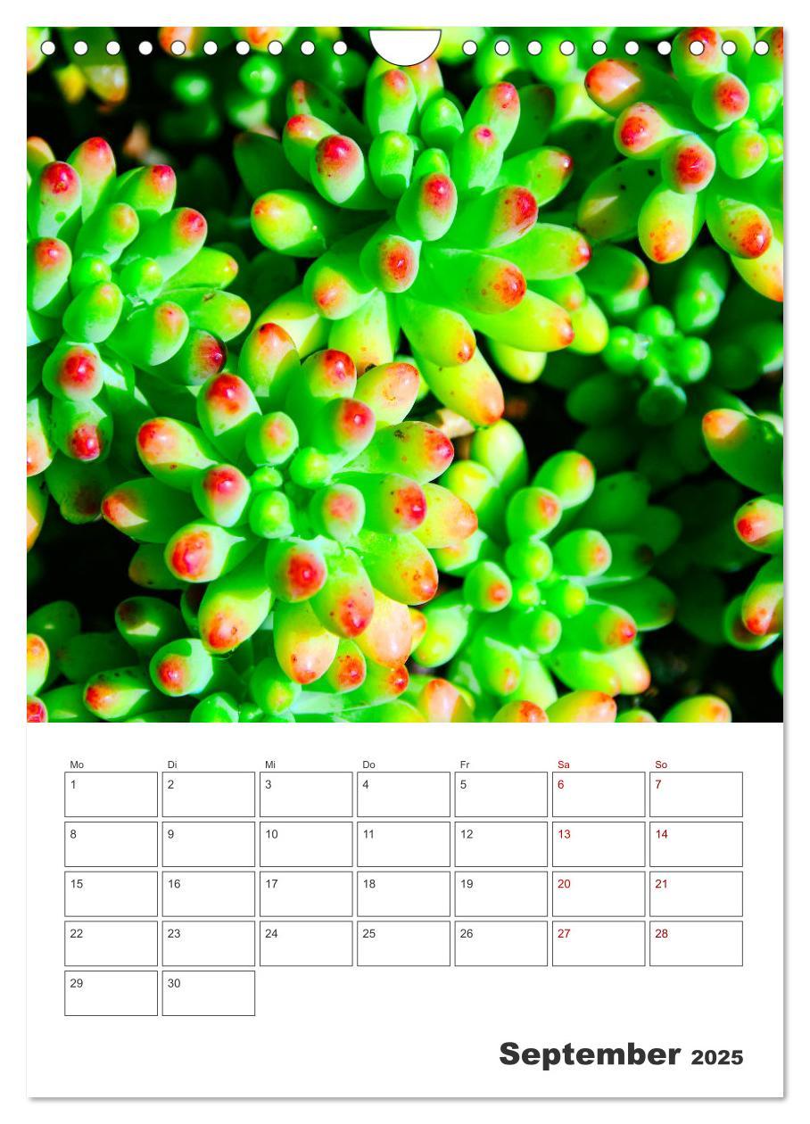 Bild: 9783435890583 | Dornige Schönheiten - Kakteen und Sukkulenten (Wandkalender 2025...