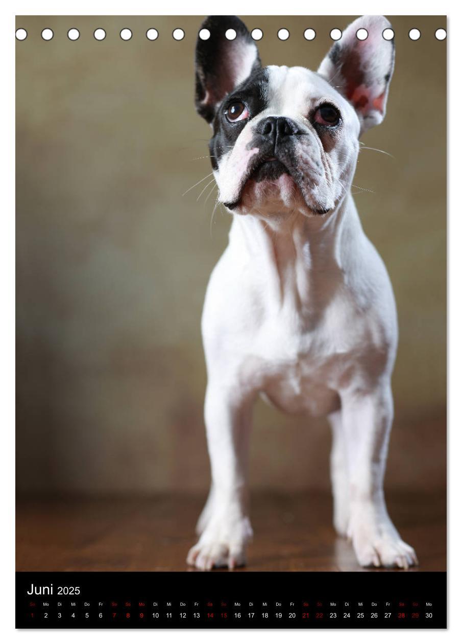 Bild: 9783435999040 | Bullys mit Charme - Französische Bulldoggen im Portrait...