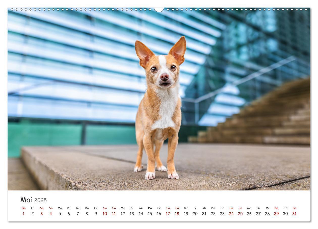 Bild: 9783457183557 | Berlin City Dogs - Berliner Hunde (Wandkalender 2025 DIN A2 quer),...