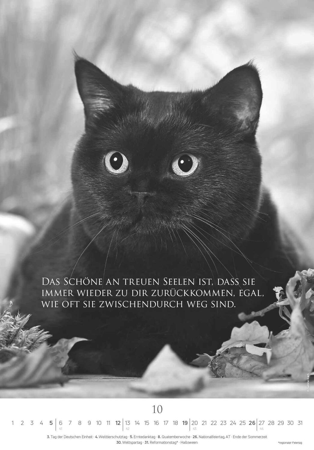 Bild: 4251732341107 | Der poetische Katzenkalender 2025 - Bild-Kalender 23,7x34 cm - mit...