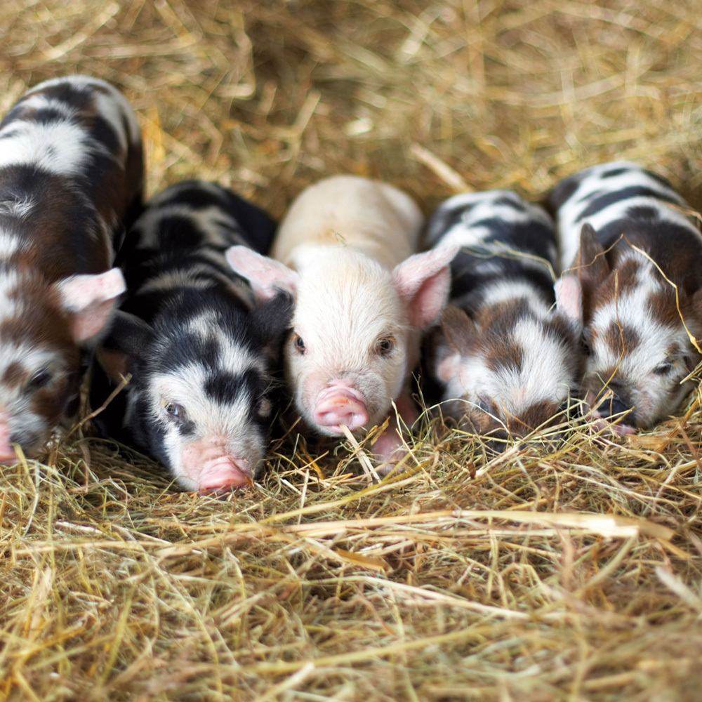 Bild: 9783959293358 | Piggies/Schweinchen 2024 | Kalender 2024 | Kalender | Drahtheftung