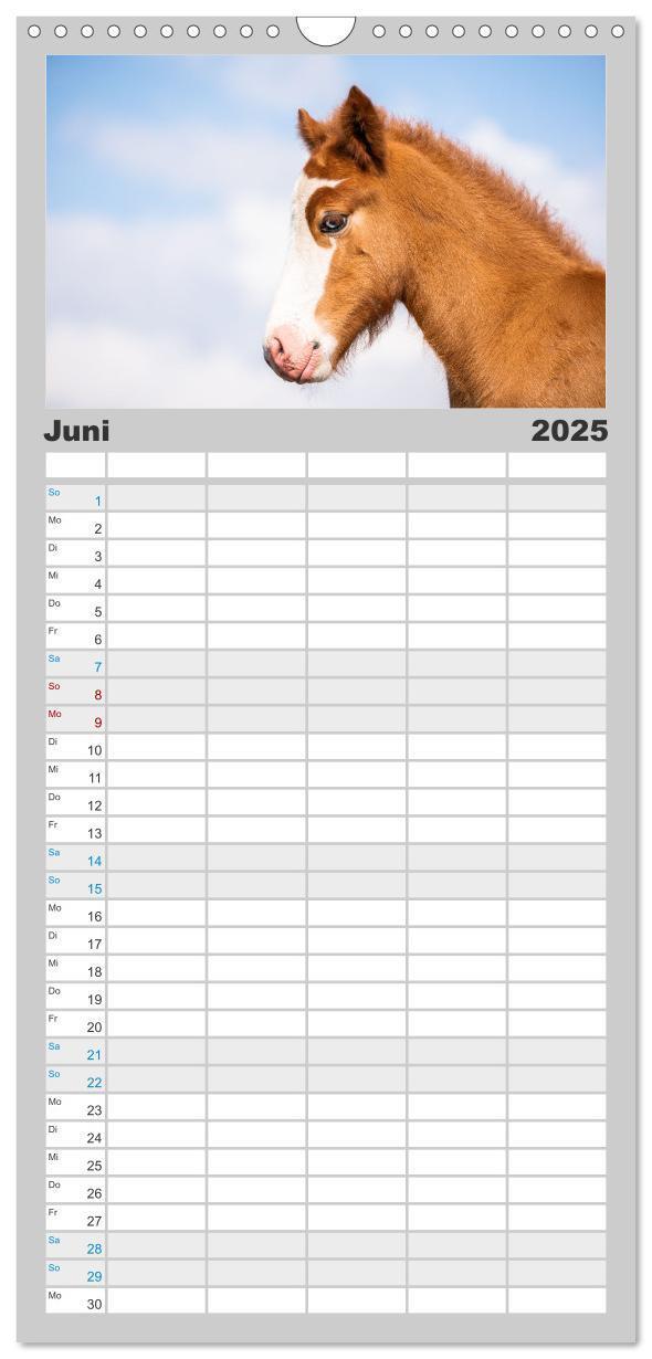 Bild: 9783457101568 | Familienplaner 2025 - Islandpferde Kalender - Pferde von der Insel...