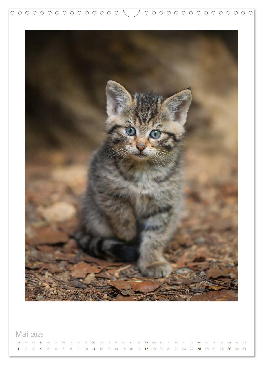 Bild: 9783435954179 | Wildkatzen - Kleine Samtpfoten des Waldes (Wandkalender 2025 DIN A3...