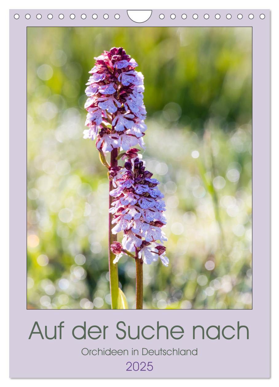 Cover: 9783435942473 | Auf der Suche nach Orchideen in Deutschland (Wandkalender 2025 DIN...