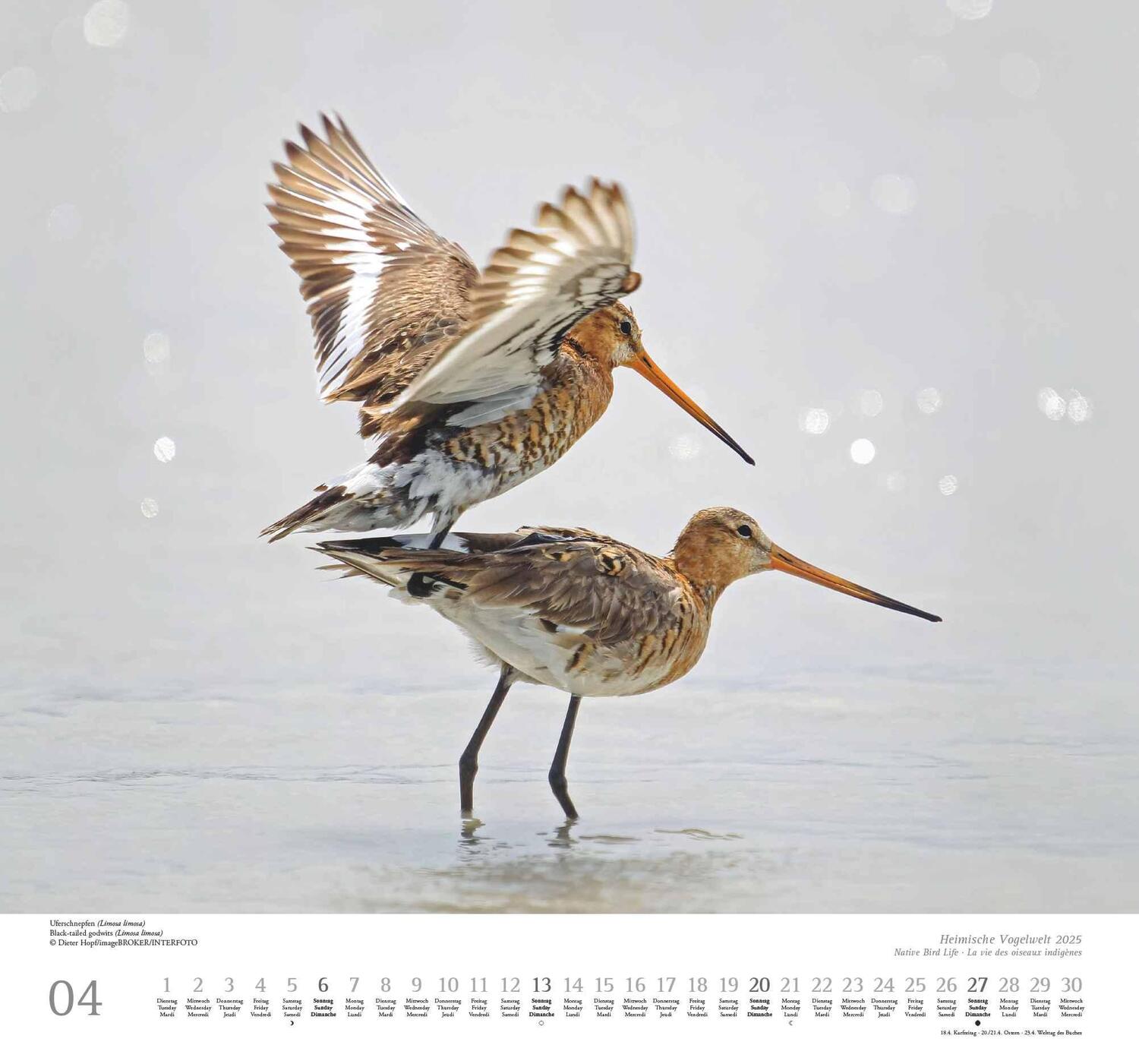 Bild: 4250809653525 | Heimische Vogelwelt 2025 - DUMONT Wandkalender - mit den...