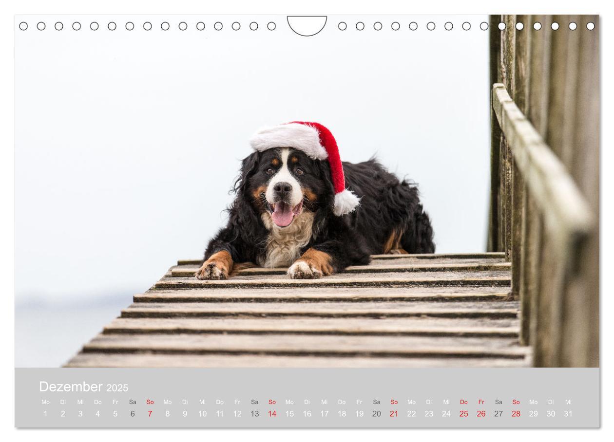 Bild: 9783435659890 | Liebling BERNER SENNENHUND (Wandkalender 2025 DIN A4 quer),...