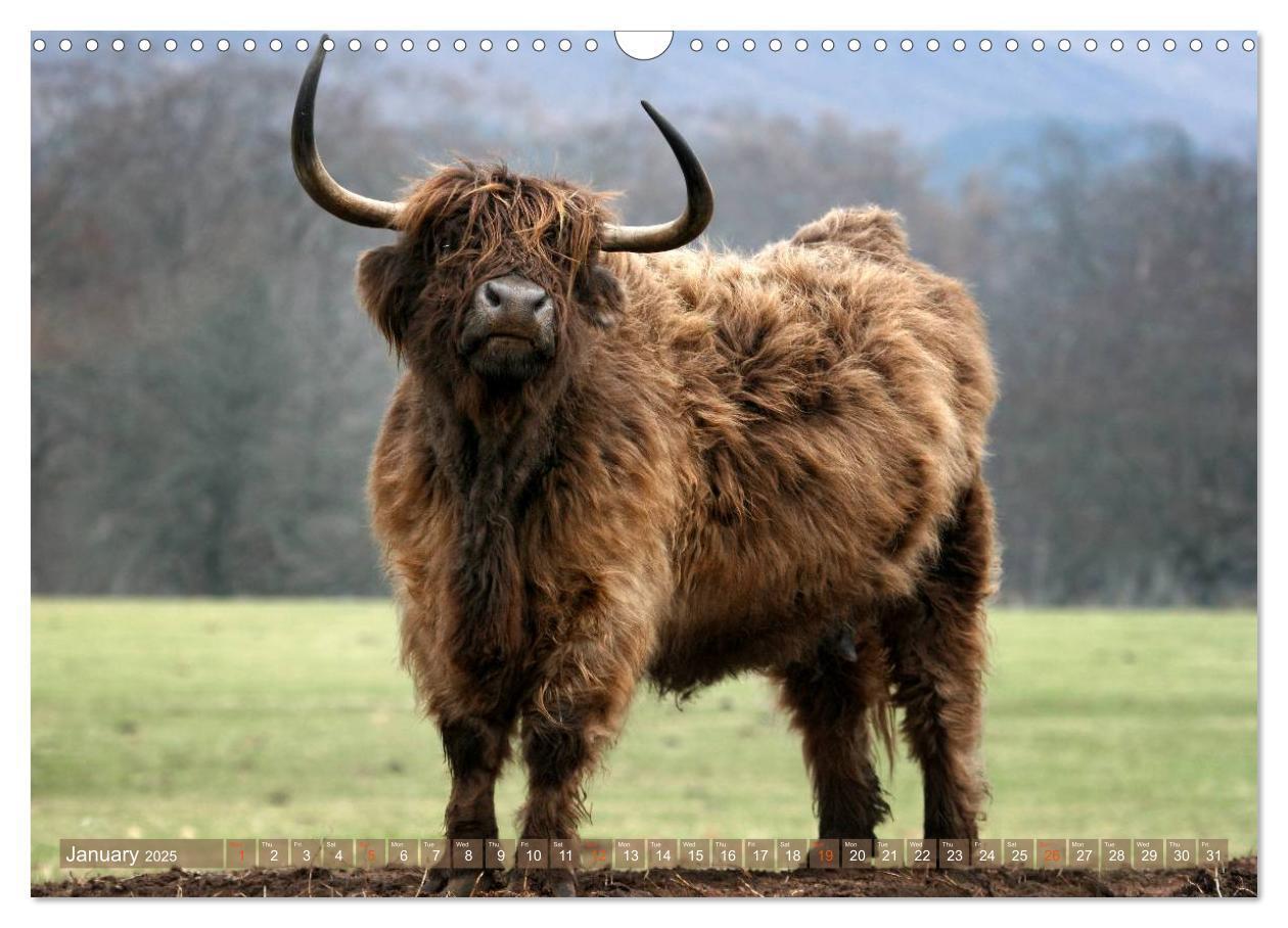 Bild: 9781325994229 | Highland Cattle - Native Breed of Scotland (Wall Calendar 2025 DIN...