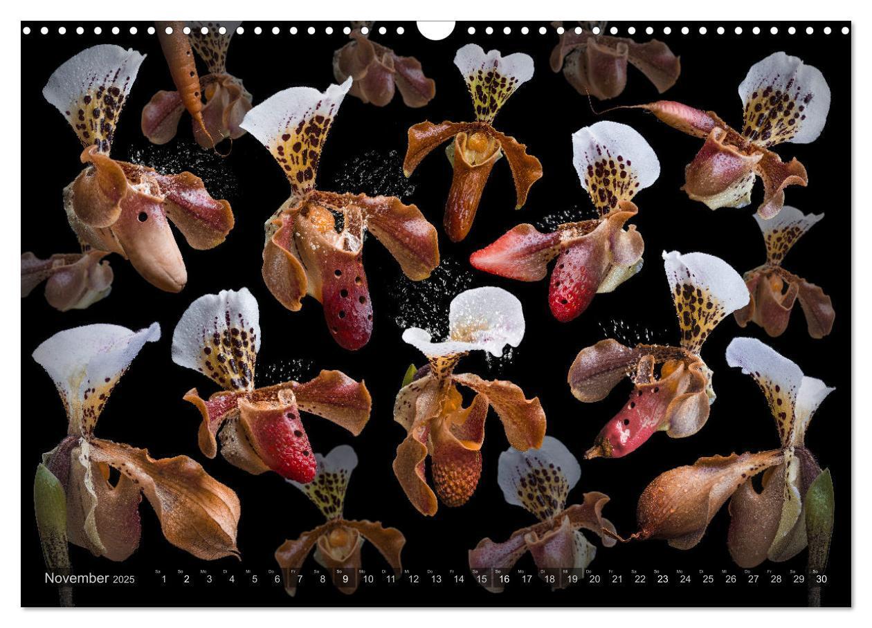 Bild: 9783383852251 | Orchidea (Wandkalender 2025 DIN A3 quer), CALVENDO Monatskalender