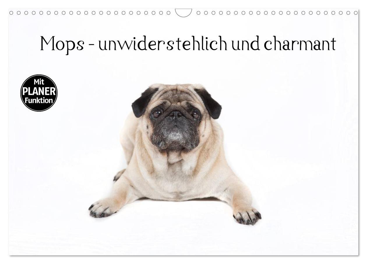 Cover: 9783435540242 | Mops - unwiderstehlich und charmant (Wandkalender 2025 DIN A3...