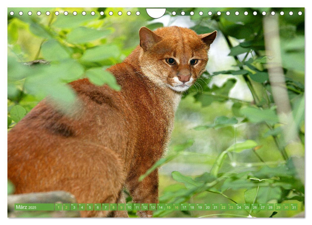 Bild: 9783435061273 | Raubkatzen: Geschmeidige Jäger (Wandkalender 2025 DIN A4 quer),...