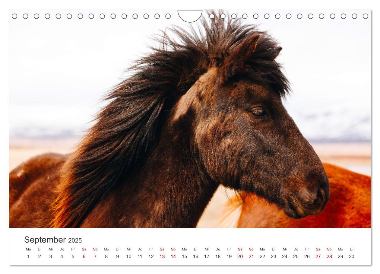 Bild: 9783383927973 | Freiheitsliebende Wildpferde (Wandkalender 2025 DIN A4 quer),...