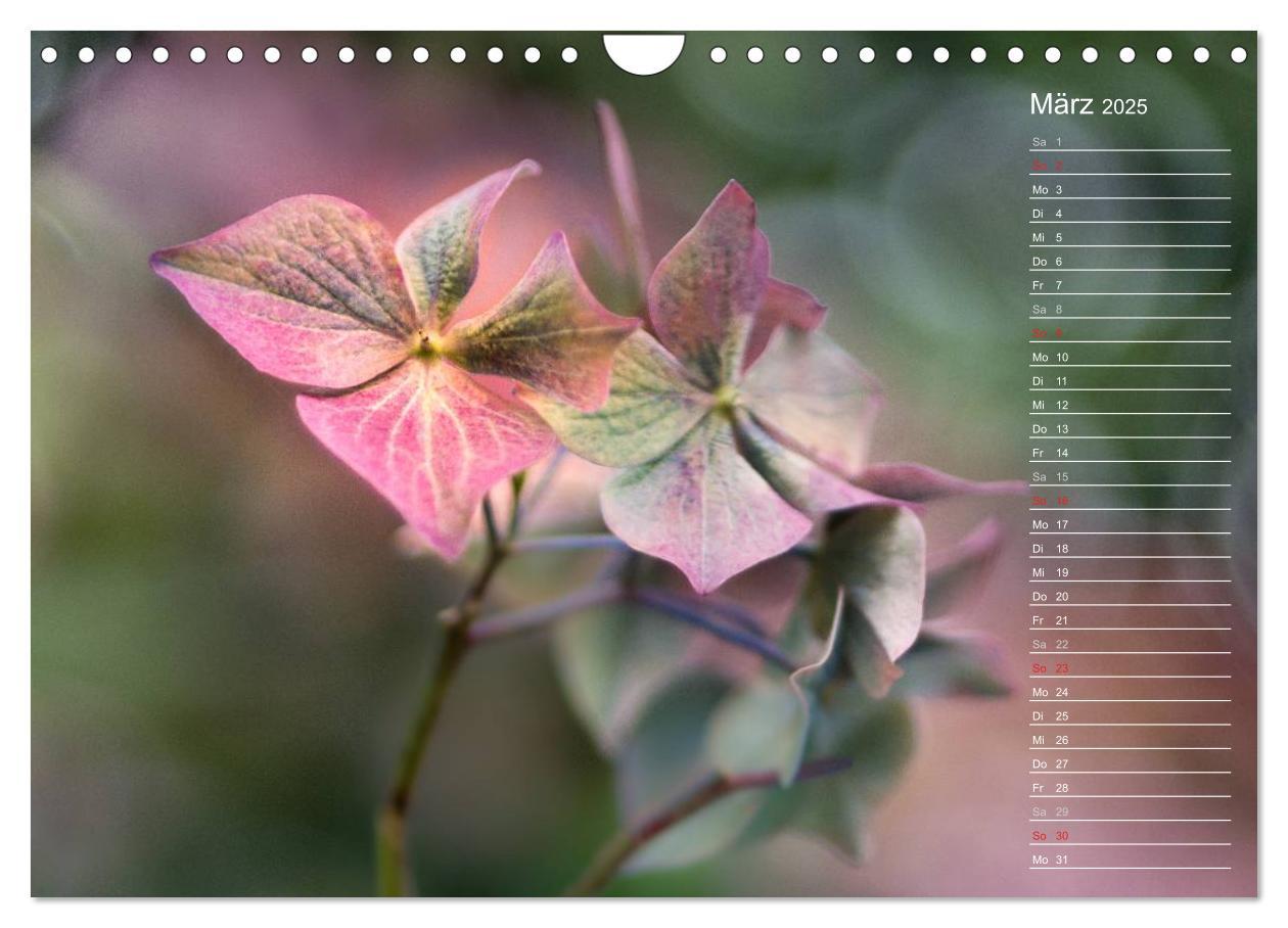 Bild: 9783435507412 | Die Hortensie und ihre vielen Gesichter (Wandkalender 2025 DIN A4...