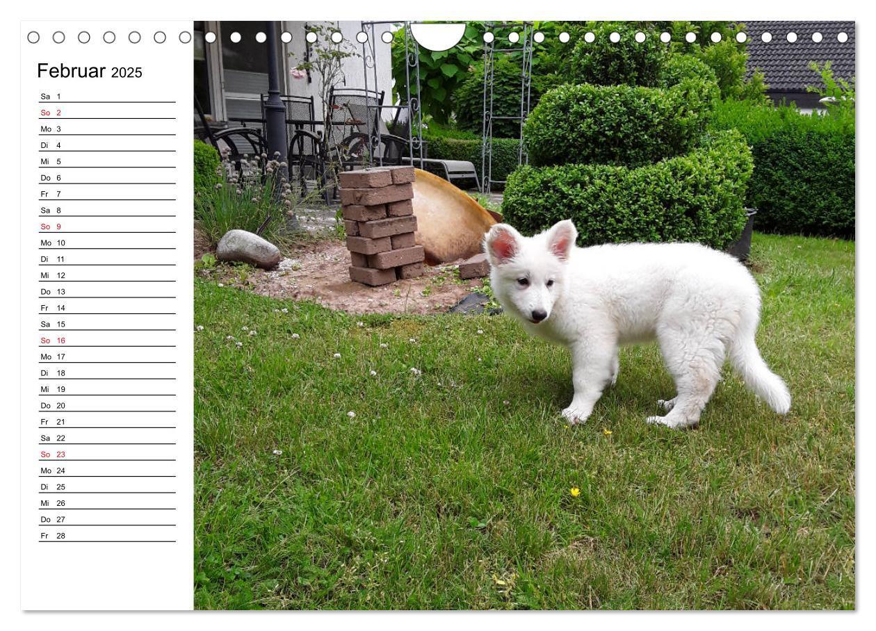 Bild: 9783435237982 | Berger Blanc Suisse - Weißer Schweizer Schäferhund (Wandkalender...