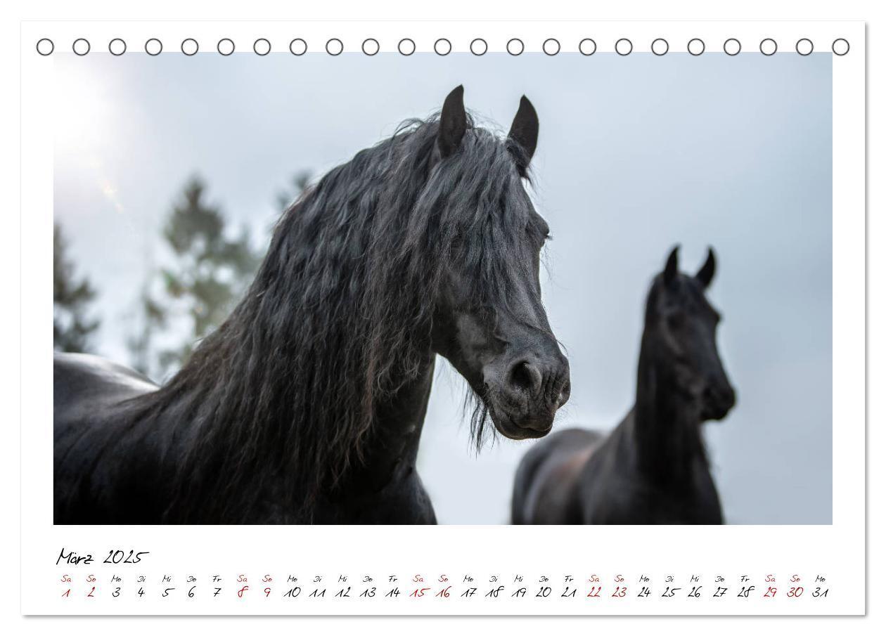 Bild: 9783435234899 | Friesen - stolze Giganten (Tischkalender 2025 DIN A5 quer),...