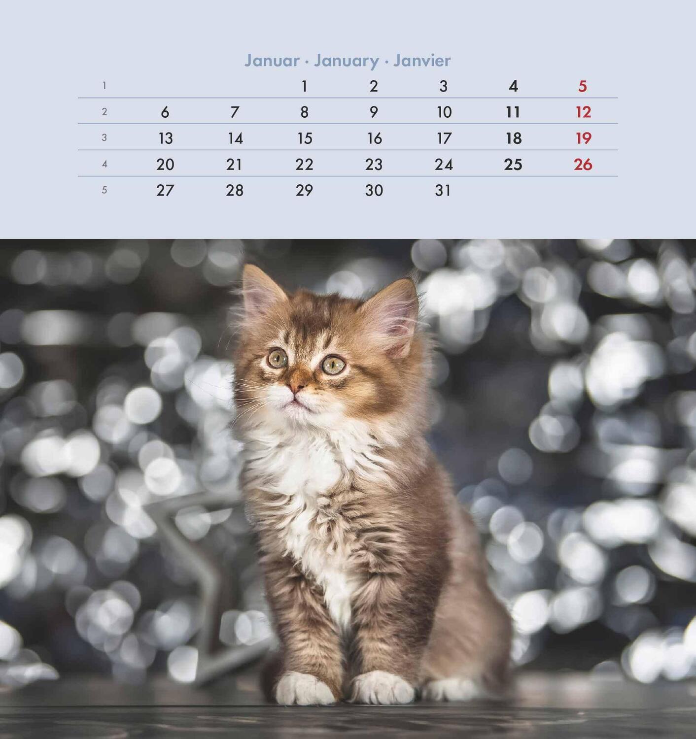 Bild: 4251732342296 | Schmusekatzen 2025 - Postkartenkalender 16x17 cm - Katzen - zum...