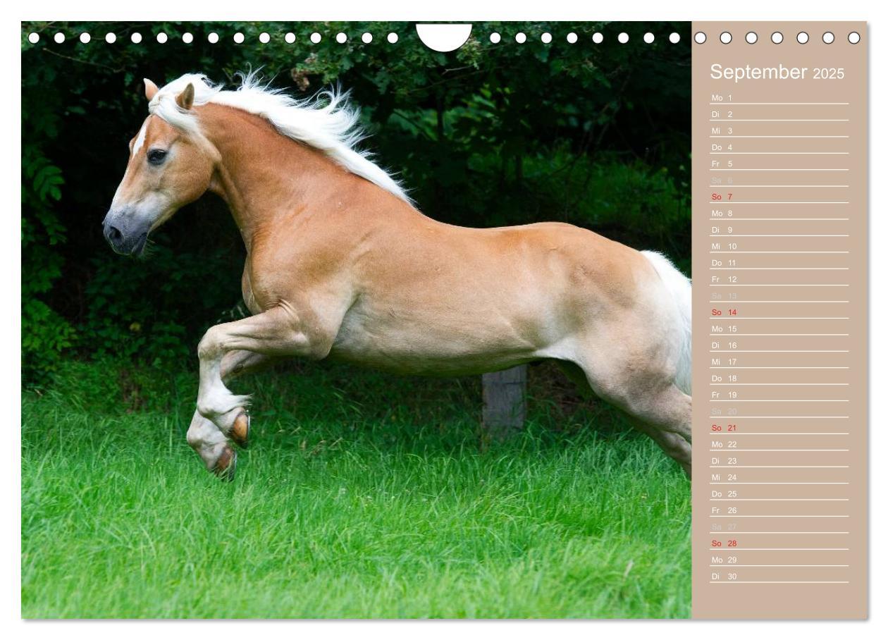 Bild: 9783435743308 | Haflinger / Geburtstagskalender (Wandkalender 2025 DIN A4 quer),...