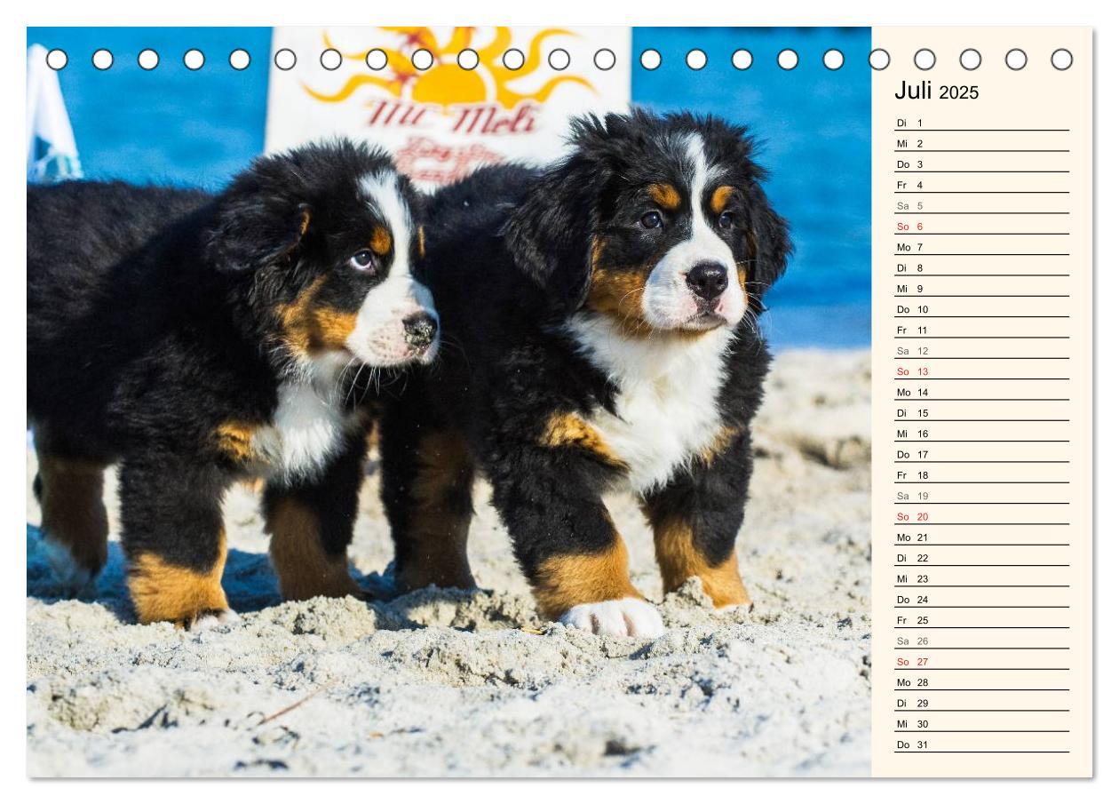 Bild: 9783435476923 | Seebärchen entdecken die Welt - Berner Sennenhunde (Tischkalender...