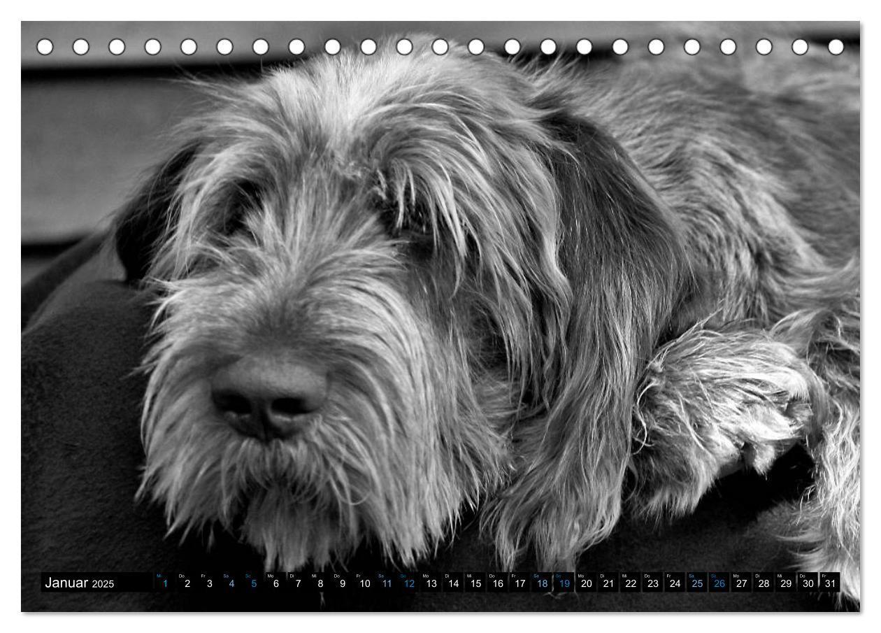 Bild: 9783435628575 | Carissimo Spinone Italiano (Tischkalender 2025 DIN A5 quer),...