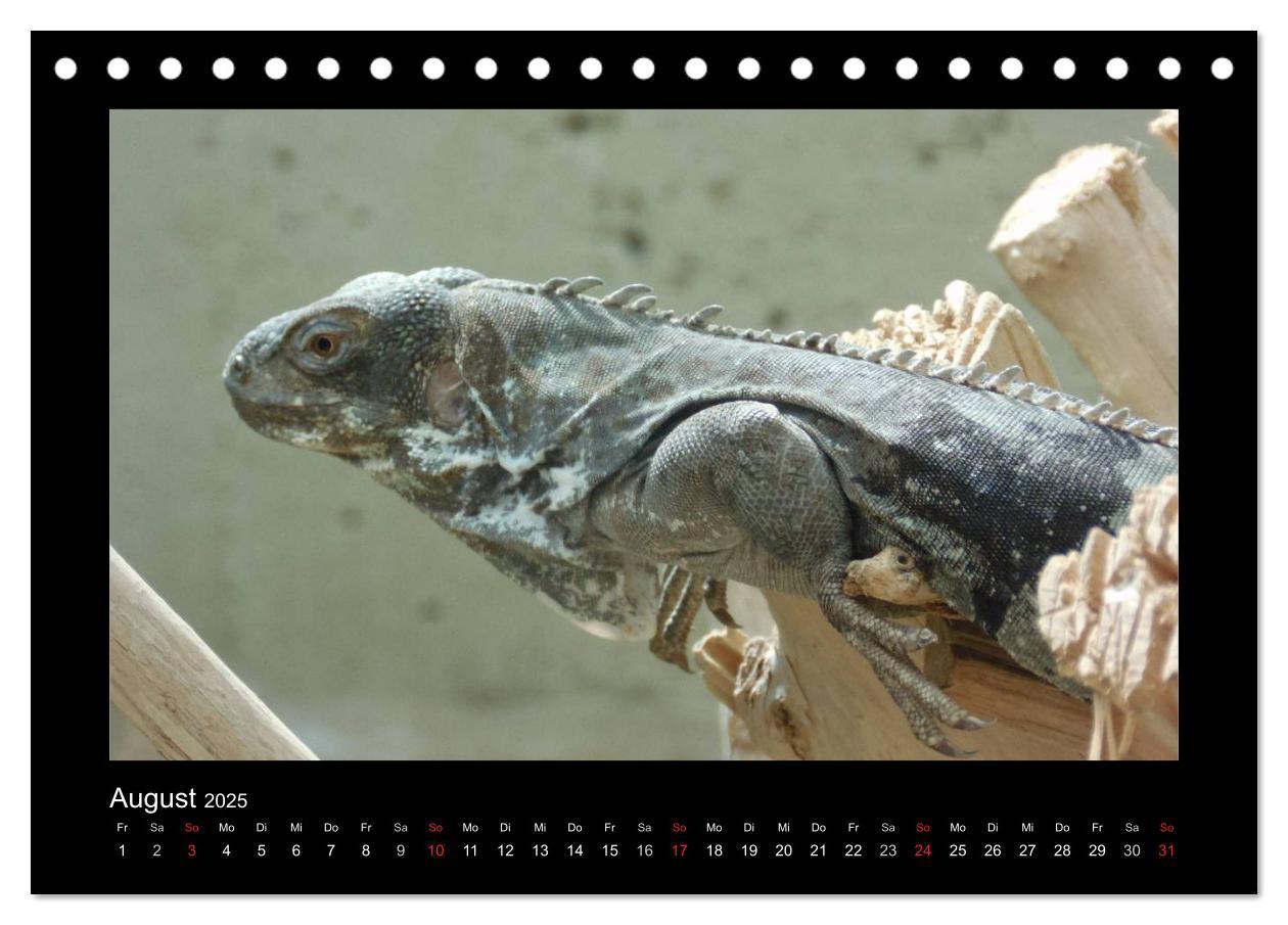 Bild: 9783435806256 | Faszinierende Reptilien (Tischkalender 2025 DIN A5 quer), CALVENDO...