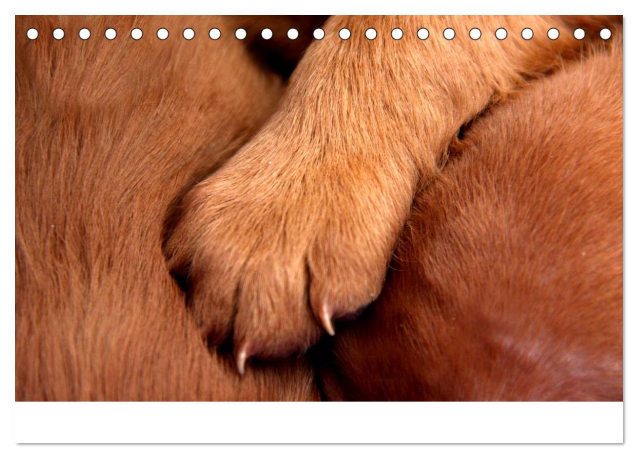 Bild: 9783435765348 | Magyar Vizsla Welpen (Tischkalender 2025 DIN A5 quer), CALVENDO...