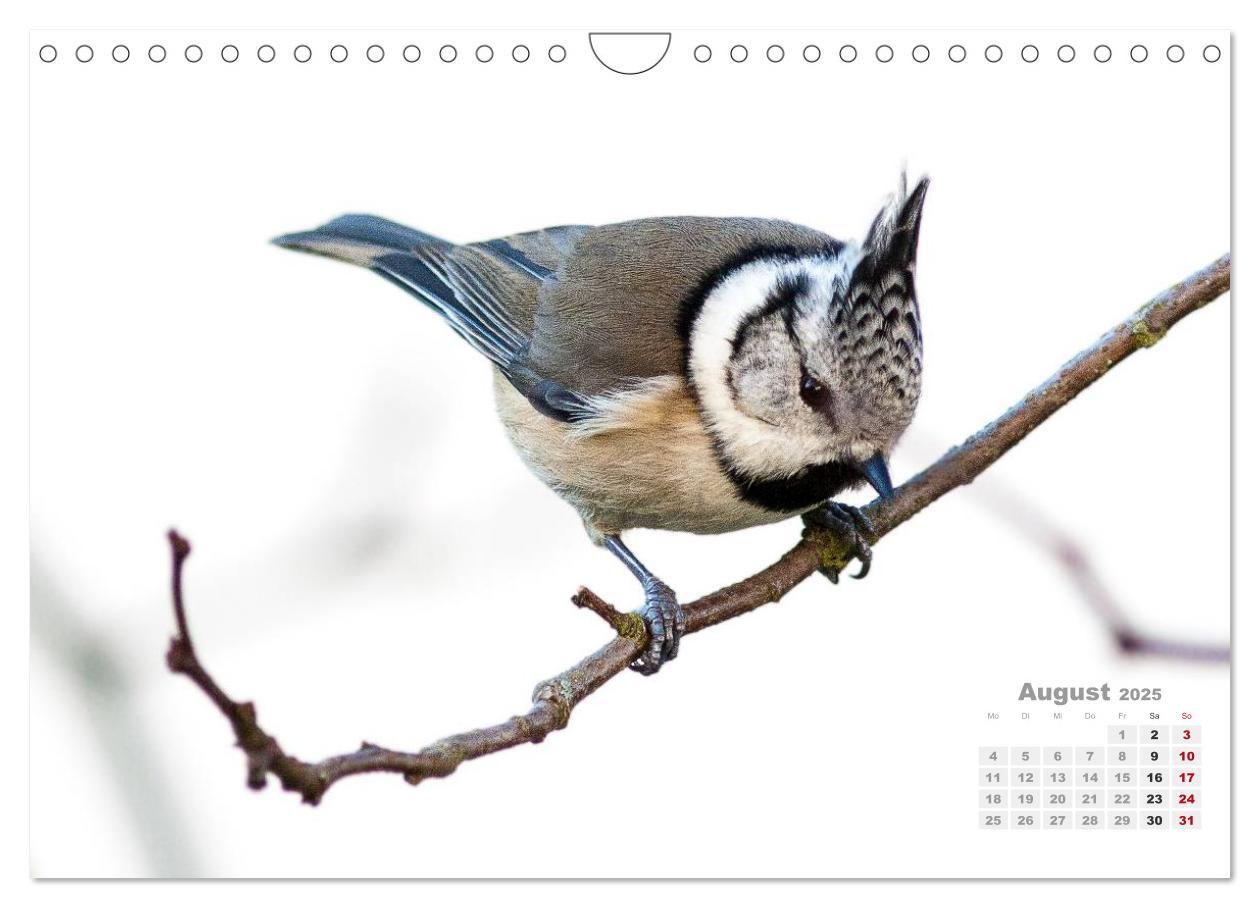 Bild: 9783435729210 | NATUR PUR - Singvögel ganz nah (Wandkalender 2025 DIN A4 quer),...