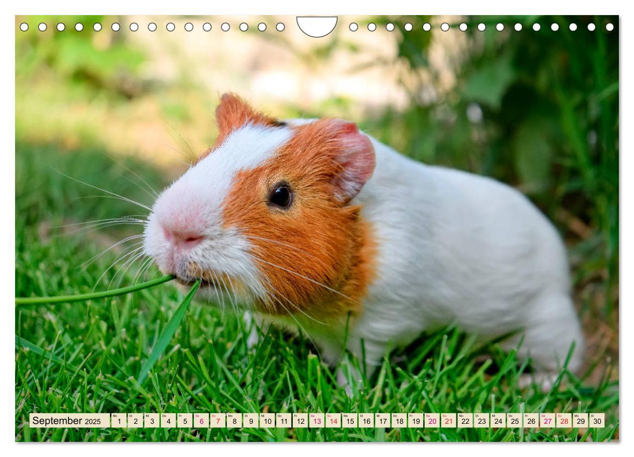 Bild: 9783435365272 | Meerschweinchen - so süß (Wandkalender 2025 DIN A4 quer), CALVENDO...