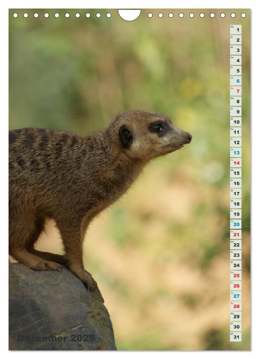 Bild: 9783457090060 | Erdmännchen-Meerkats-Surikate (Wandkalender 2025 DIN A4 hoch),...