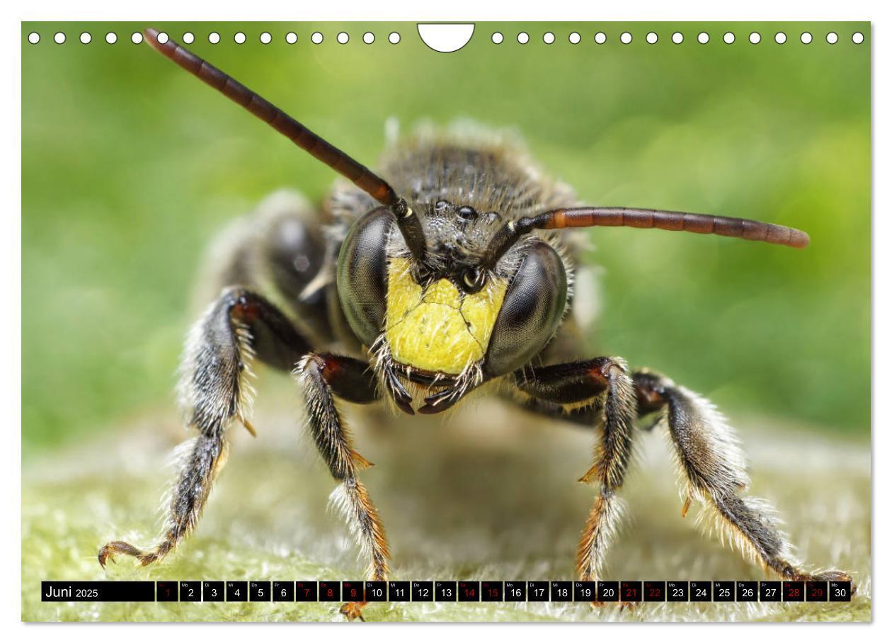 Bild: 9783435340965 | Faszination Makrofotografie: Wespen und Bienen (Wandkalender 2025...