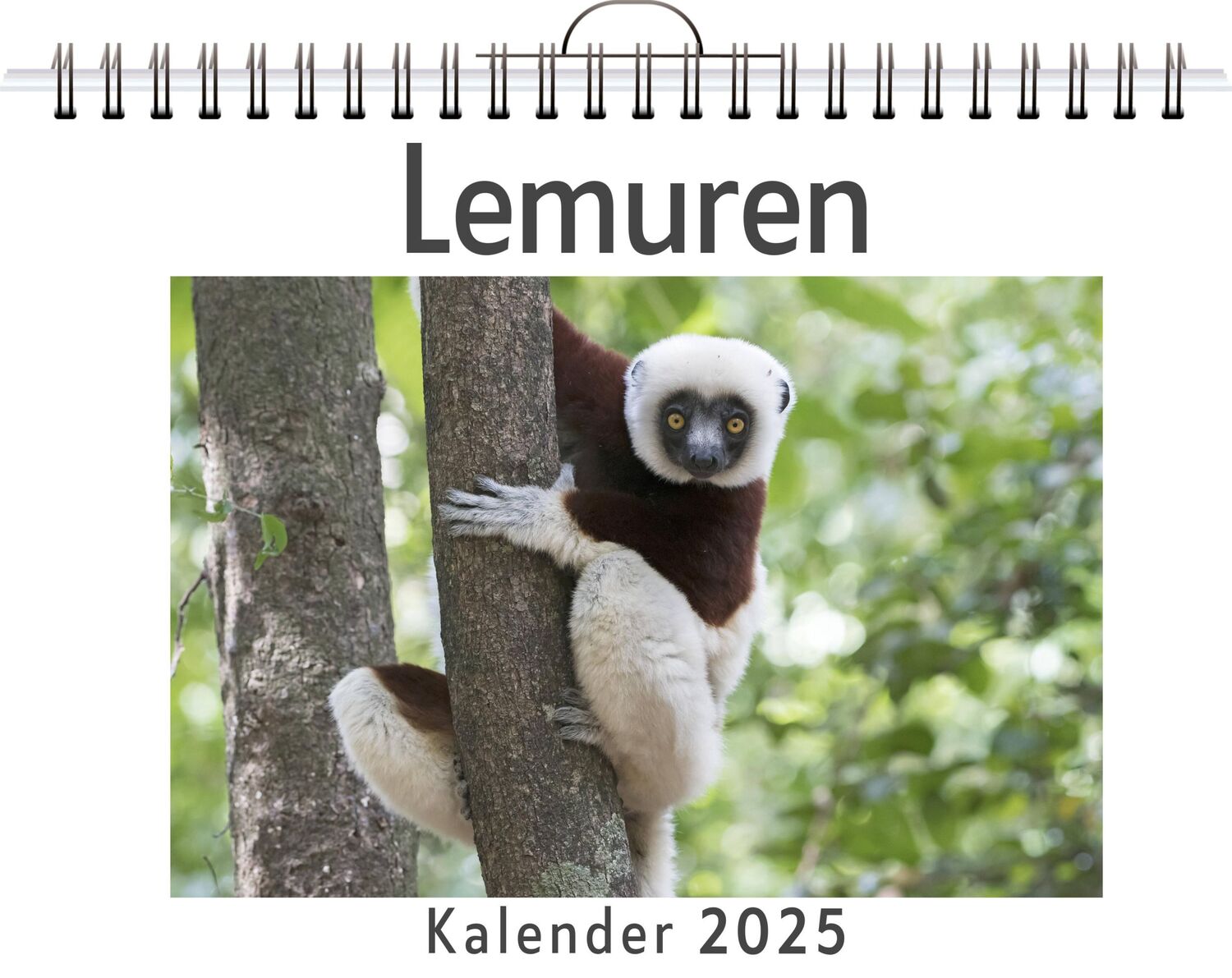 Cover: 9783759132925 | Lemuren | Max Peters | Kalender | Kalender | 14 S. | Deutsch